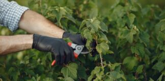 zakupy, narzędzia ogrodowe