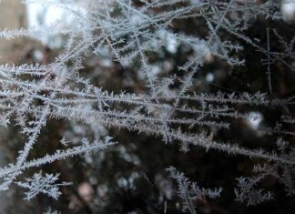 Czy można mrozić mięso z Biedronki?