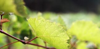 Ile cukru w moszczu?