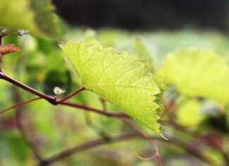 Ile cukru w moszczu?