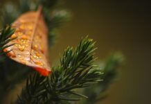 Czy tuje chronią przed wiatrem?