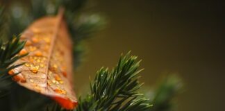 Czy tuje chronią przed wiatrem?