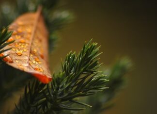 Czy tuje chronią przed wiatrem?