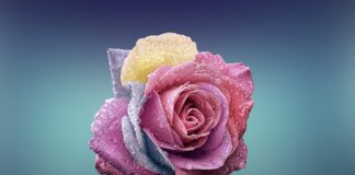 Ile kosztuje 1 róża 2023?