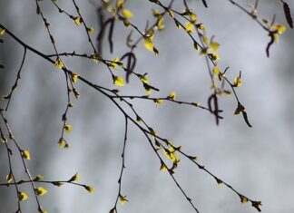 Czy brzoza zabiera wodę?