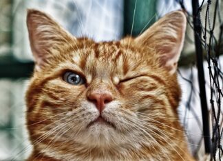 Co dać pod folię do oczka wodnego?