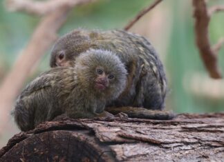 Jak się nazywa najmniejsza Skoda?