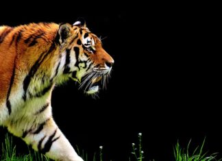 Jak jeździć automatem w korku?