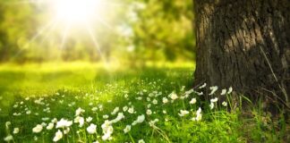 Jakie trawy nad oczko wodne?