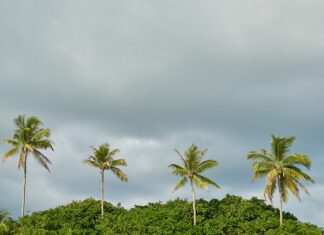 Co posadzić na brzegu?