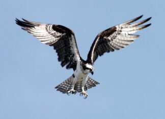 Jak pozbyć się plam z potu na poduszce?