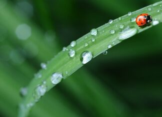 Co zrobić żeby pościel była miękka?