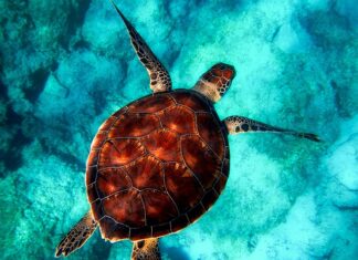 Czy powłoką ceramiczną jest zdrowa?