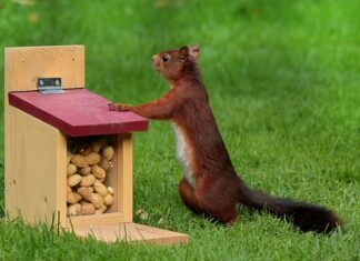Jak zrobić paszę dla ryb?