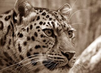 Ile można wpuścić amura do stawu?