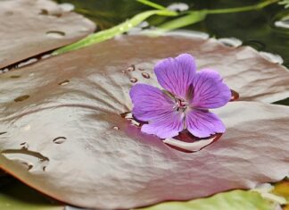 Jak spać na poduszce memory? Jak spać na poduszce memory?