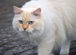 Do czego nie czepia się sierść?