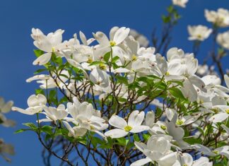 Jak wygląda rogatek sztywny?