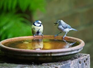 Jak się mówi pokrywką czy przykrywką?