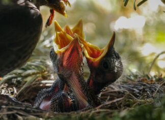 Kiedy karmić ryby w oczku wodnym?