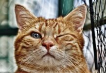 Co zrobić z brzegiem oczka wodnego?