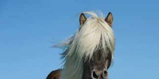 Ile koni ma cinquecento?