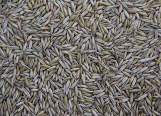 Kto produkuje Jeep Renegade?