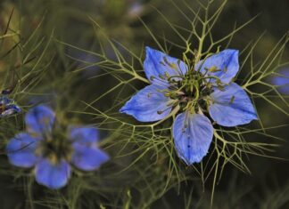 Ile zielonej herbaty do akwarium?