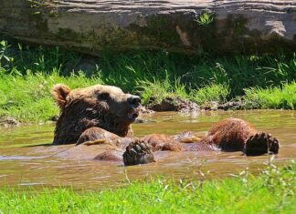 Jak odświeżyć poduszkę? Jak odświeżyć poduszkę?