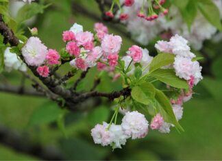 Jaka jest żywotność filtra DPF?