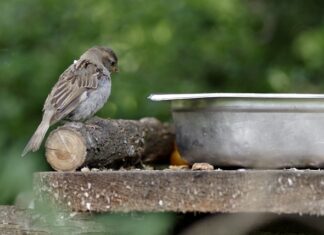 Jak często trzeba dokarmiać pszczoły?