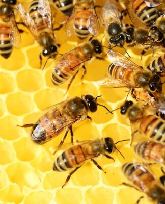 Ile kg cukru na 1 ul?