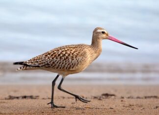 Jaka limuzyna do 50 tys?