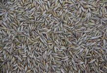 Kto produkuje Citroen?