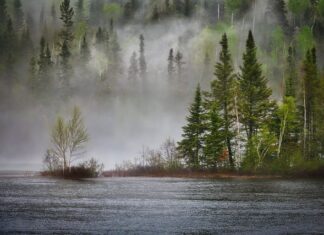 Jak zagospodarować podmokły teren? Jak zagospodarować podmokły teren?
