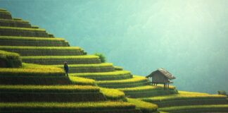 Jak przechowywać ryż i makaron?